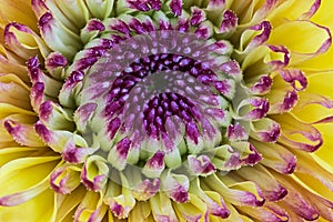 Macro closeup of yellow and purple chrysanthemum flower photo
