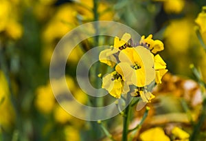 Macro closeup of a yellow wallflower in bloom, popular cultivated garden plant from Europe, nature background