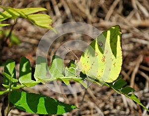 Macro cloudless sulphur butterfly (Phoebis sennae) on a tree in sunlight