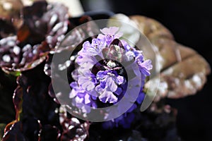 Macro of cluster of bugleweed trumpet shaped flowers