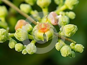 Macro cluster of cayratia japonica flowers 2