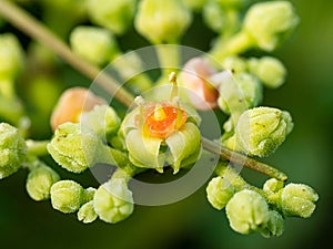 Macro cluster of cayratia japonica flowers 1