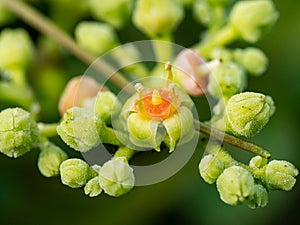 Macro cluster of cayratia japonica flowers 4