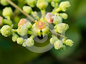 Macro cluster of cayratia japonica flowers 6