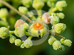 Macro cluster of cayratia japonica flowers 5