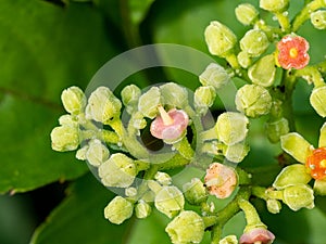 Macro cluster of cayratia japonica flowers 8