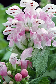 Macro of a Cluster of Lamium maculatum \'Pink Pewter\' Flowers