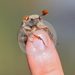 Macro cockchafer bug, vibrant close up.