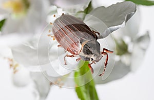 Macro of cockchafer in orchard