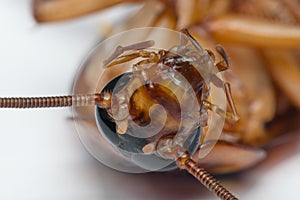 Macro of cockroach insects of the order Blattodea