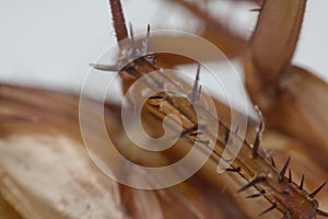 Macro of cockroach insects of the order Blattodea