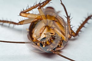 Macro of cockroach insects of the order Blattodea