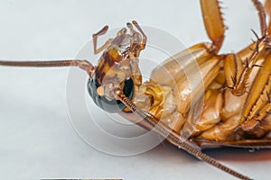 Macro of cockroach insects of the order Blattodea