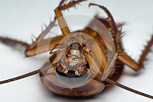 Macro of cockroach insects of the order Blattodea