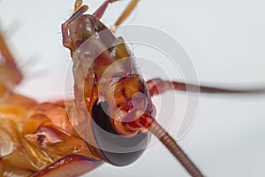 Macro of cockroach insects of the order Blattodea