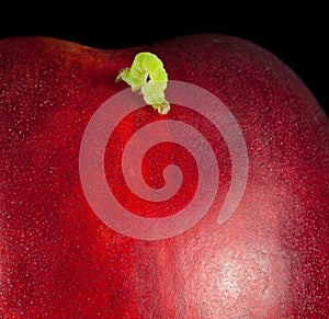 Macro of codling moth caterpillar on ripe peach