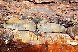 Macro colonies of the Caucasian mollusk slug Arion ater on a rot