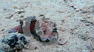 Macro Color Nudibranch Mollusc True Sea Slug.