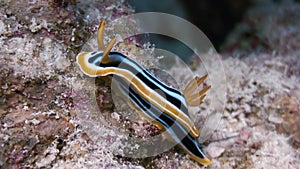 Macro Color Nudibranch Mollusc True Sea Slug.