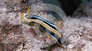 Macro Color Nudibranch Mollusc True Sea Slug.