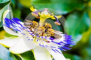 Macro color photo of passiflora caerulea with a group of bees on it