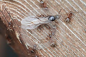 Macro of the Colorado Field Ant queen emerging on wood