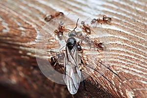 Macro of the Colorado Field Ant queen emerging on wood