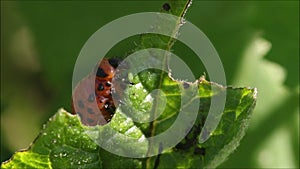 Macro of Colorado potato beetle, Leptinotarsa decemlineata larva eating fresh potato leaves