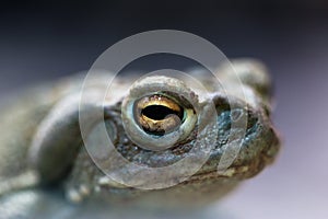 Macro of Colorado river toad bufo alvarius