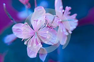 Macro colored pink blue closeup of nipplewort healing herb flowers on blurry background