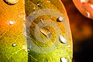 Macro colorful leaves witch rain drops