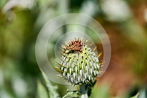 Macro of colorful Paracantha fruit fly on the Cirsium texanum bud