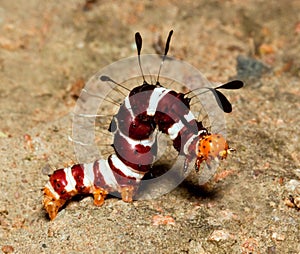 Macro of colourful hairy worm