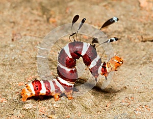 Macro of colourful hairy worm