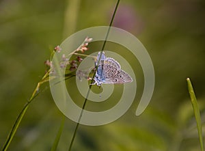 Macro of a common blue butterfly polyommatus icarus in mountain meadow of Pfossental Naturpark Texelgruppe Schnals SÃ¼dtirol; b