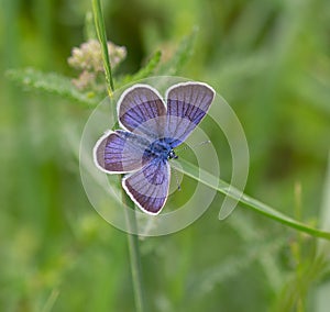 Macro of a common blue butterfly polypommatus icarus on a blade of grass in summer