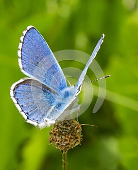 Macro of common blue polyommatus icarus butterfly with open wings on faded flower