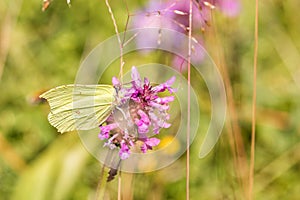 Macro of a common brimstone on a common hedgenettle