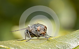 Macro of a common flesh fly