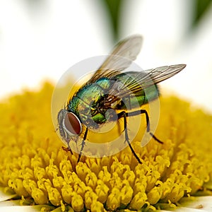 Macro of a common green bottle fly eating floral disc nectar on white Marguerite daisy flower. Closeup texture or detail