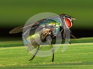 Macro of Common green bottle fly Lucilia sericata