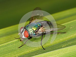 Macro of Common green bottle fly Lucilia sericata