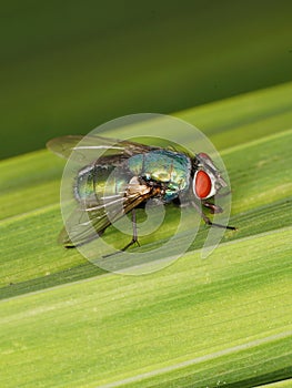 Macro of Common green bottle fly Lucilia sericata