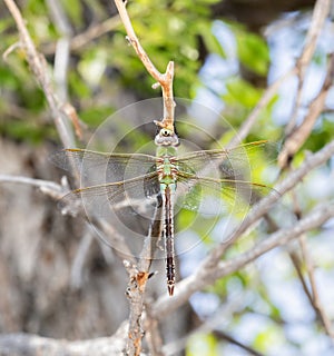 Macro of a Common Green Darner Anax junius Hanging from a Tree Branch