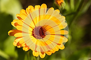 Macro of a common marigold