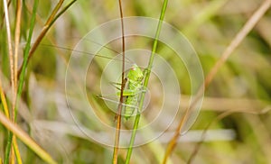 Macro of Common Meadow Katydid Orchelimum vulgar with Long Antennae