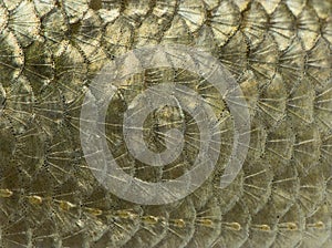 Macro of a Common roach skin, Rutilus rutilus photo