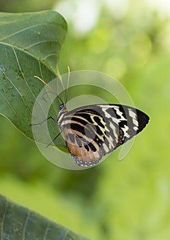 Macro Common Tiger Glassywing Butterfly