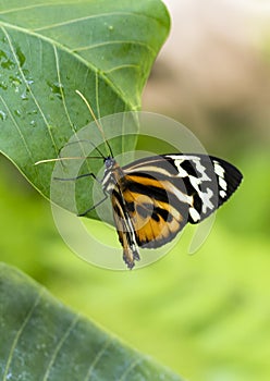 Macro Common Tiger Glassywing Butterfly