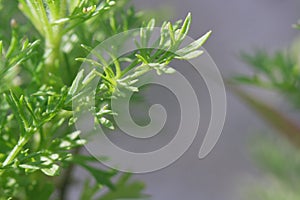 Macro of common wormwood.